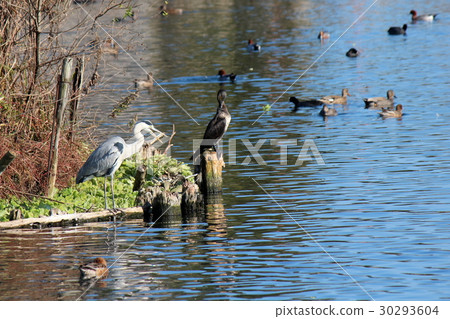 鸕鶿和山楂 30293604