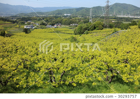 愛知縣豐橋市·Kakihata 愛知縣豐橋市·Kakihata 30293757