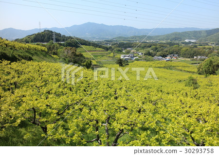 愛知縣豐橋市·Kakihata 愛知縣豐橋市·Kakihata 30293758