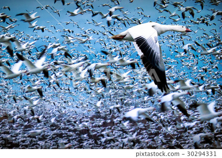 图库照片: flock of white geese flying during migration