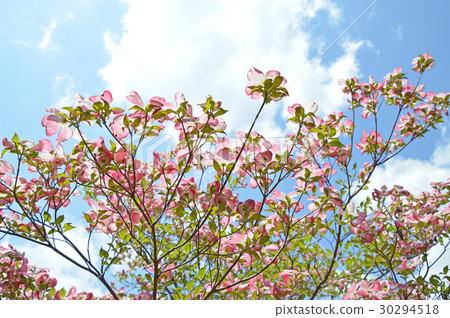 Dogwood (flower wood) Dogwood (flower wood) 30294518