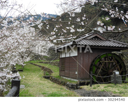 櫻花和水磨坊 30294540