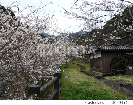 Cherry blossoms and water mills 30294541