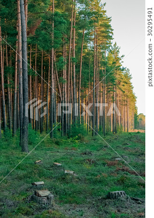 Pine forest with felled tree stumps Pine forest with felled tree stumps 30295491