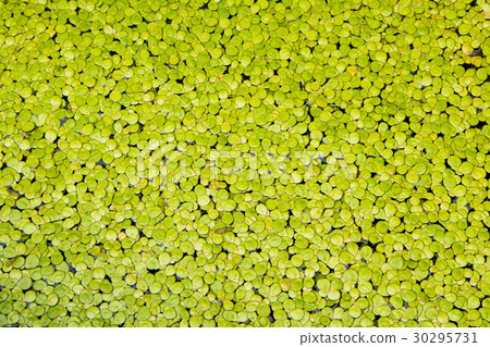 Green Duckweed natural background on water. 30295731