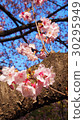 Cherry blossoms  30295949