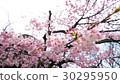 Cherry blossoms  30295950