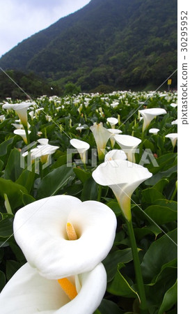 海芋 海芋 30295952