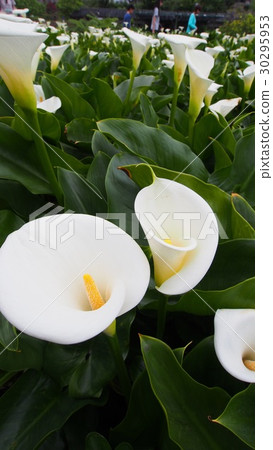 海芋 海芋 30295953