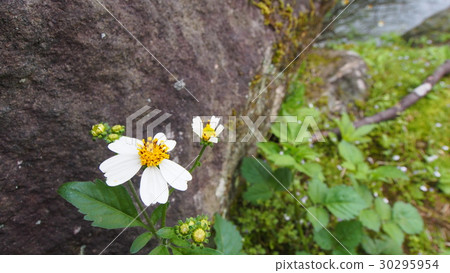 咸豐草 咸豐草 30295954