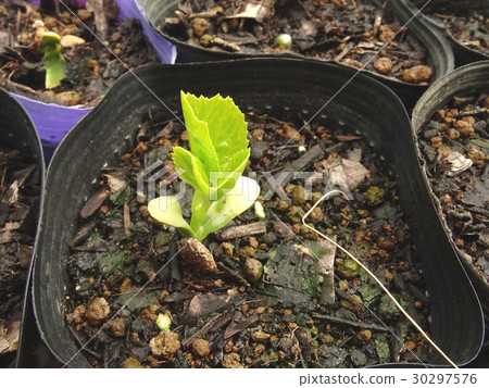 Goya seedlings Goya seedlings 30297576