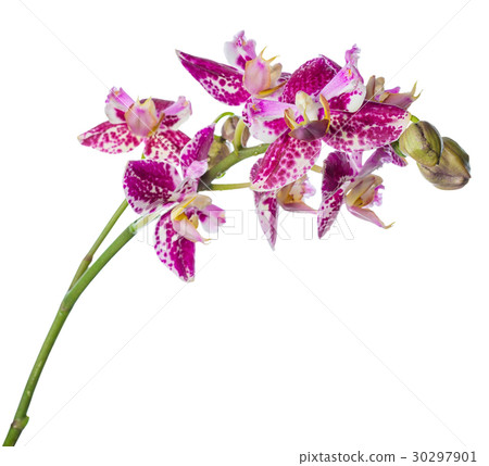 purple peloric spotty with bud orchid isolated purple peloric spotty with bud orchid isolated 30297901