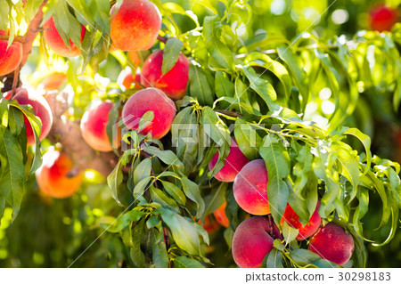 Fresh ripe peach on tree in summer orchard 30298183