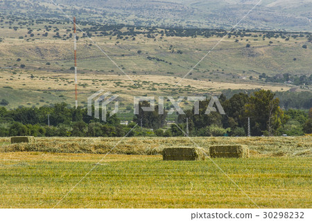 Pressed straw briquettes left of harvest lying 30298232