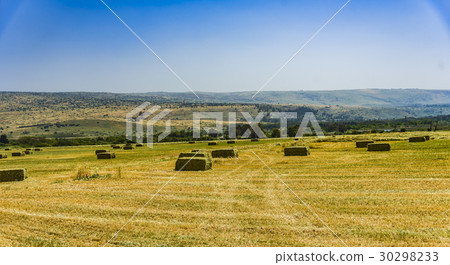 Pressed straw briquettes left of harvest lying  30298233