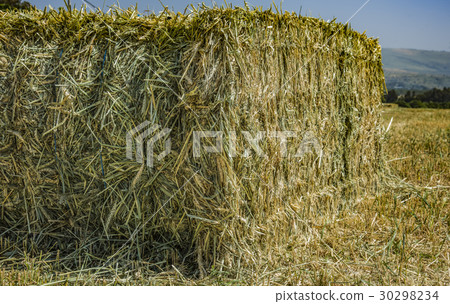 Pressed straw briquettes left of harvest lying  30298234