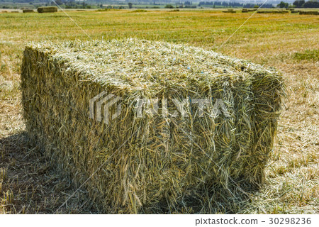 Pressed straw briquettes left of harvest lying 30298236