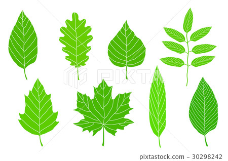 set of green leaves 30298242