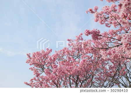 Yokohama scarlet cherry blossoms full 30298410
