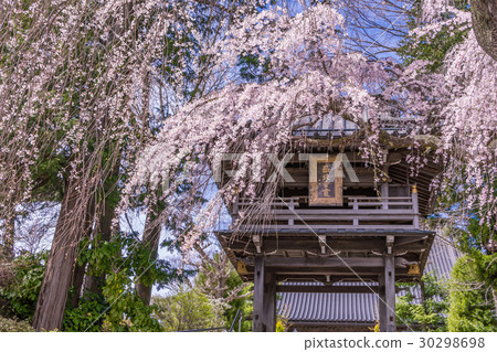 Lyonji寺的日本富士櫻的富士吉田的春天 30298698