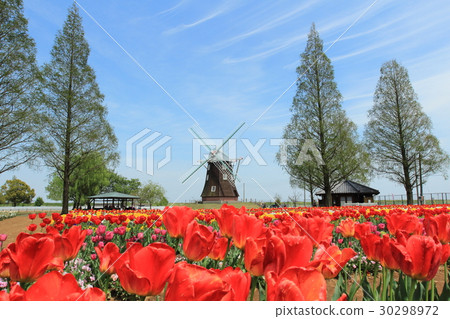 Akebono山公園鬱金香 30298972
