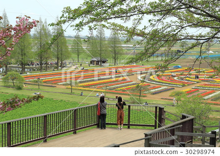 Akebono山公園鬱金香 30298974