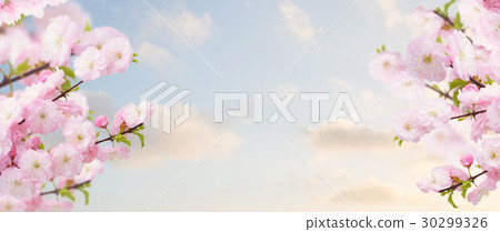 Blossoming white  tree Flowers 30299326