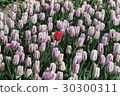 Tulip 30300311