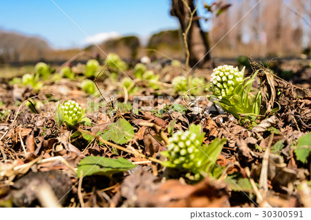 Flower blossoms in the field Flower blossoms in the field 30300591