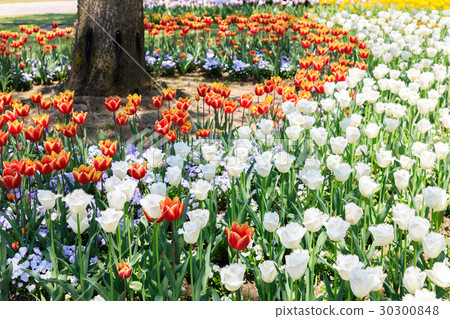 A tulip surrounding a tree 30300848
