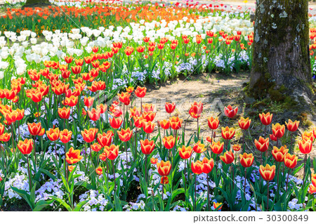 A tulip surrounding a tree 30300849