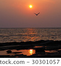 夕陽 30301057