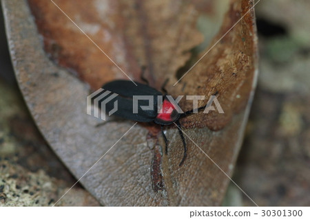Living thing insects Saxis Madboaltar, in the forest of Ishigakijima. The back hangs in front like a turtle shell and hides his head 30301300