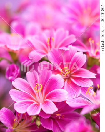 Lewisia子葉 30301804
