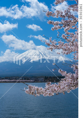 富士和櫻花 富士和櫻花 30301861