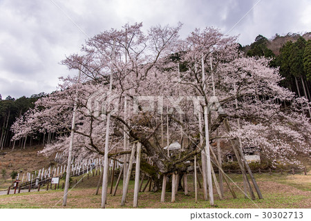 Pale cherry blossoms in full bloom in Neone village Gifu prefecture Pale cherry blossoms in full bloom in Neone village Gifu prefecture 30302713