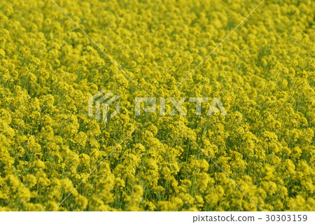 油菜花 30303159