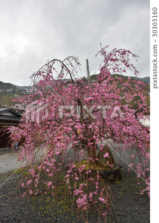 Arashiyama Nakajima Park紅色深棕色櫻花 30303160