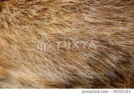 兔毛 30303161