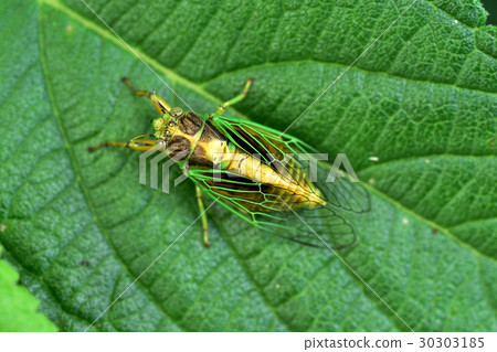 草蟬 草蟬 30303185