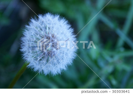 起毛 起毛 30303641