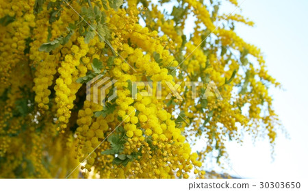 含羞草 含羞草 30303650