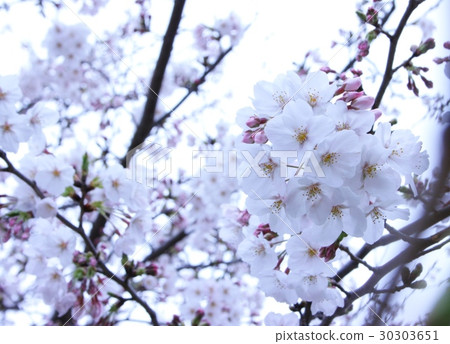 櫻花盛開 櫻花盛開 30303651