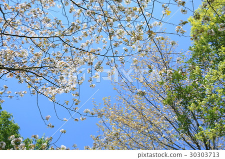 Wild cherry blossom 30303713