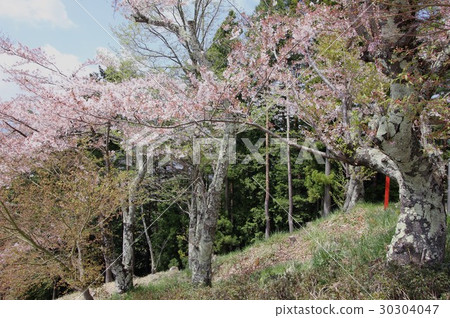 Shinurakuyama淺間公園，富士吉田市盛開的櫻花盛開 30304047