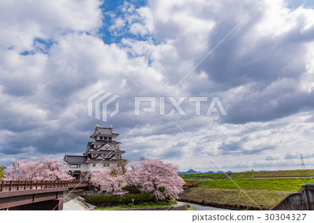 Cherry blossoms in full bloom at Saikata Ichiyoshi Castle 30304327