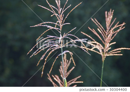 芒草 芒草 30304400
