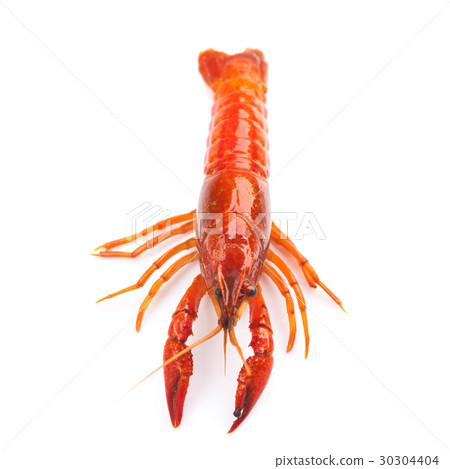 fresh crayfish on white background fresh crayfish on white background 30304404