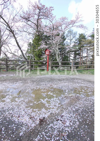 Cherry blossoms and cherry blossoms in full bloom in Shimokurayama Asama Park, Fujiyoshida City which bloomed beautifully Cherry blossoms and cherry blossoms in full bloom in Shimokurayama Asama Park, Fujiyoshida City which bloomed beautifully 30304655