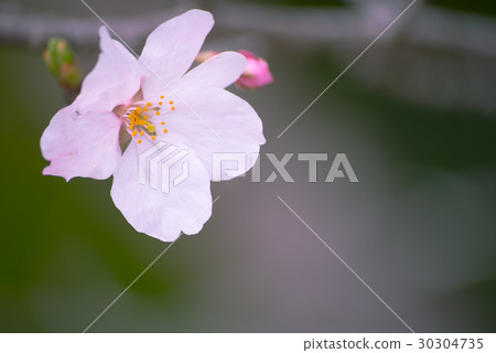 Cherry blossom single wheel 30304735